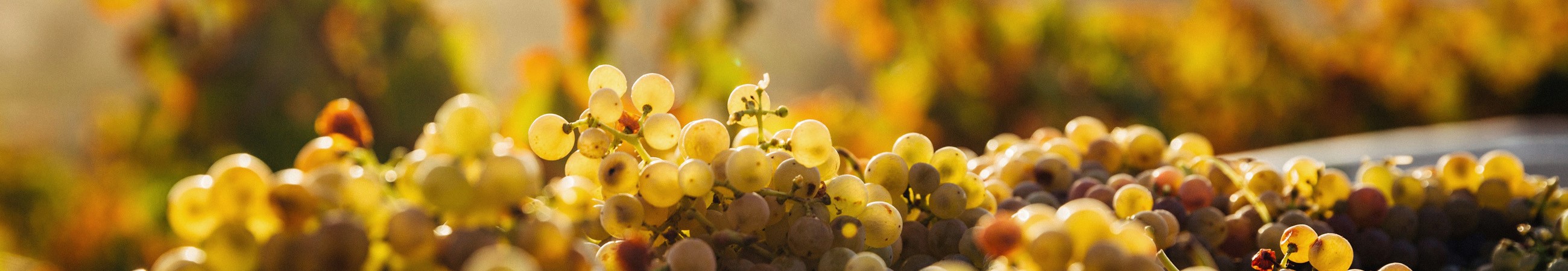 Heiling Wein Konktakt